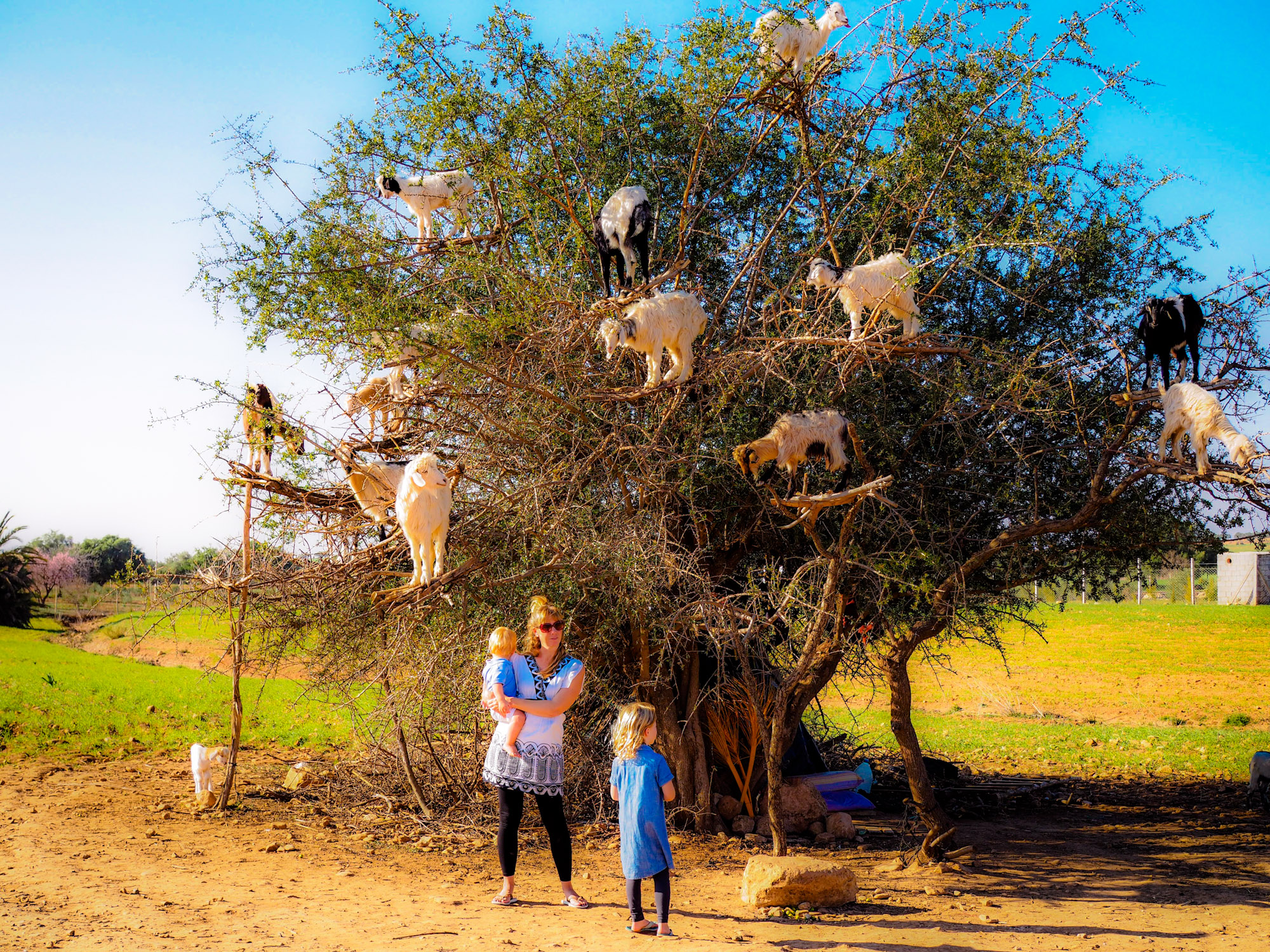 The famous 'goat tree' - an Argan tree with many goats grazing up on the branches of the tree