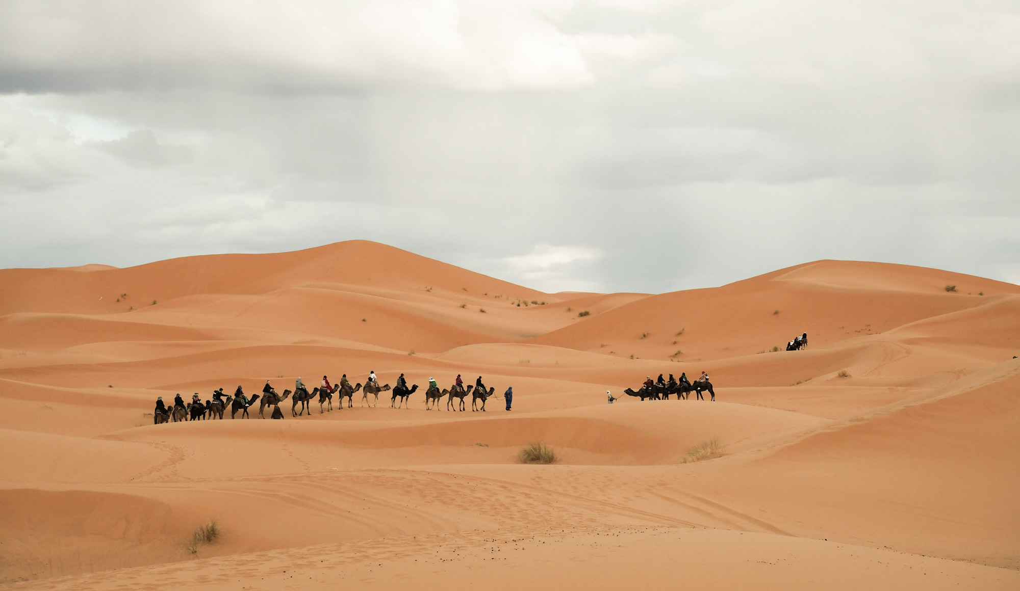 Groups of tourist camel trips departing into the desert at Merzouga, Morocco