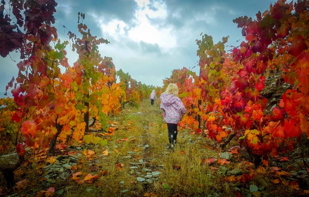 2 children in rain coats walking amongst red-leafed vines in the Douro Valley in autumn