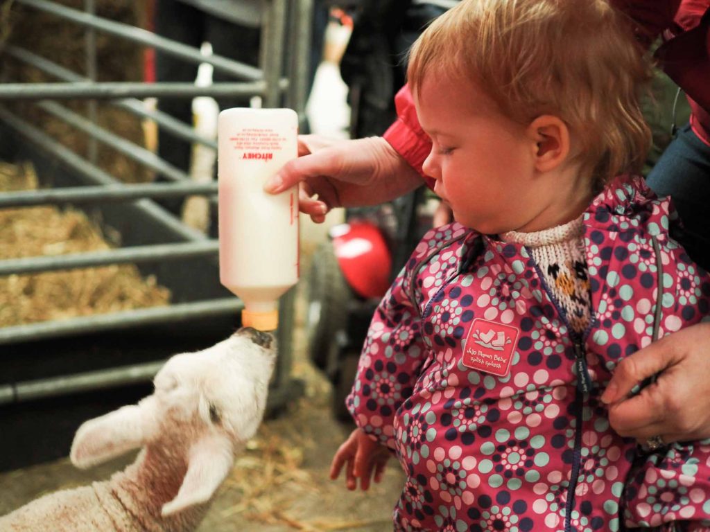 Small girl watching as a baby lamb is fed milk from a bottle