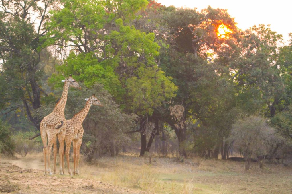 Pair of wild giraffes stood on grassland with trees behind, at sunset