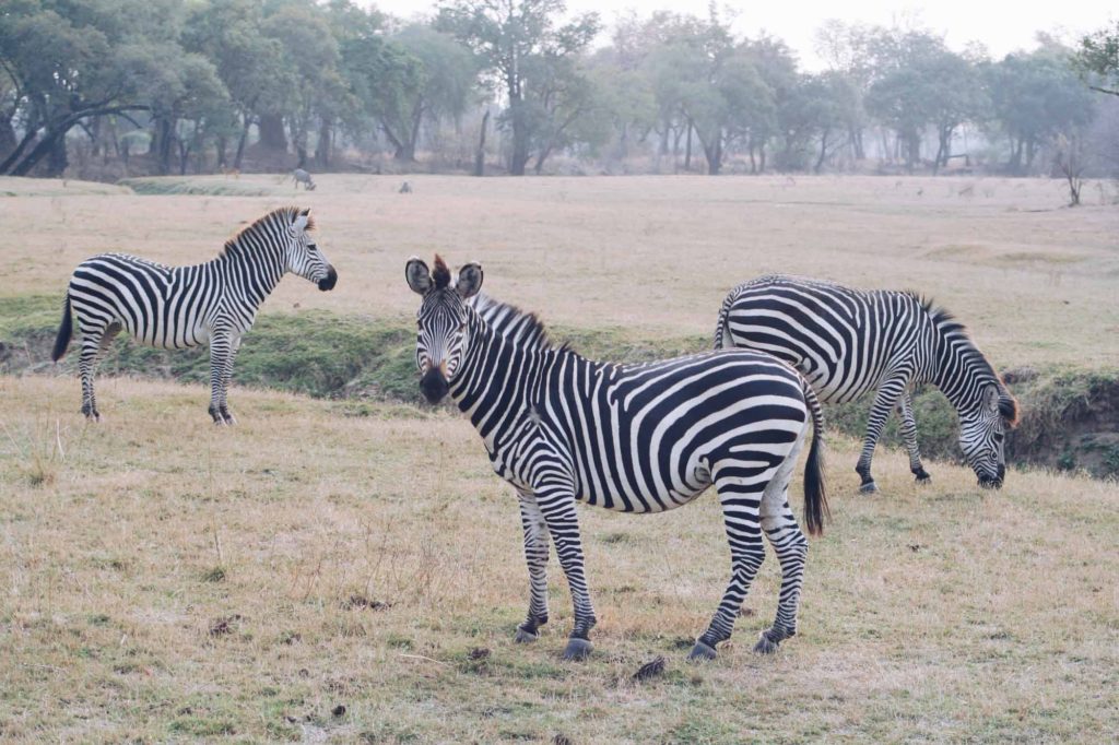 3 black and white wild zebras, feeding on grassland