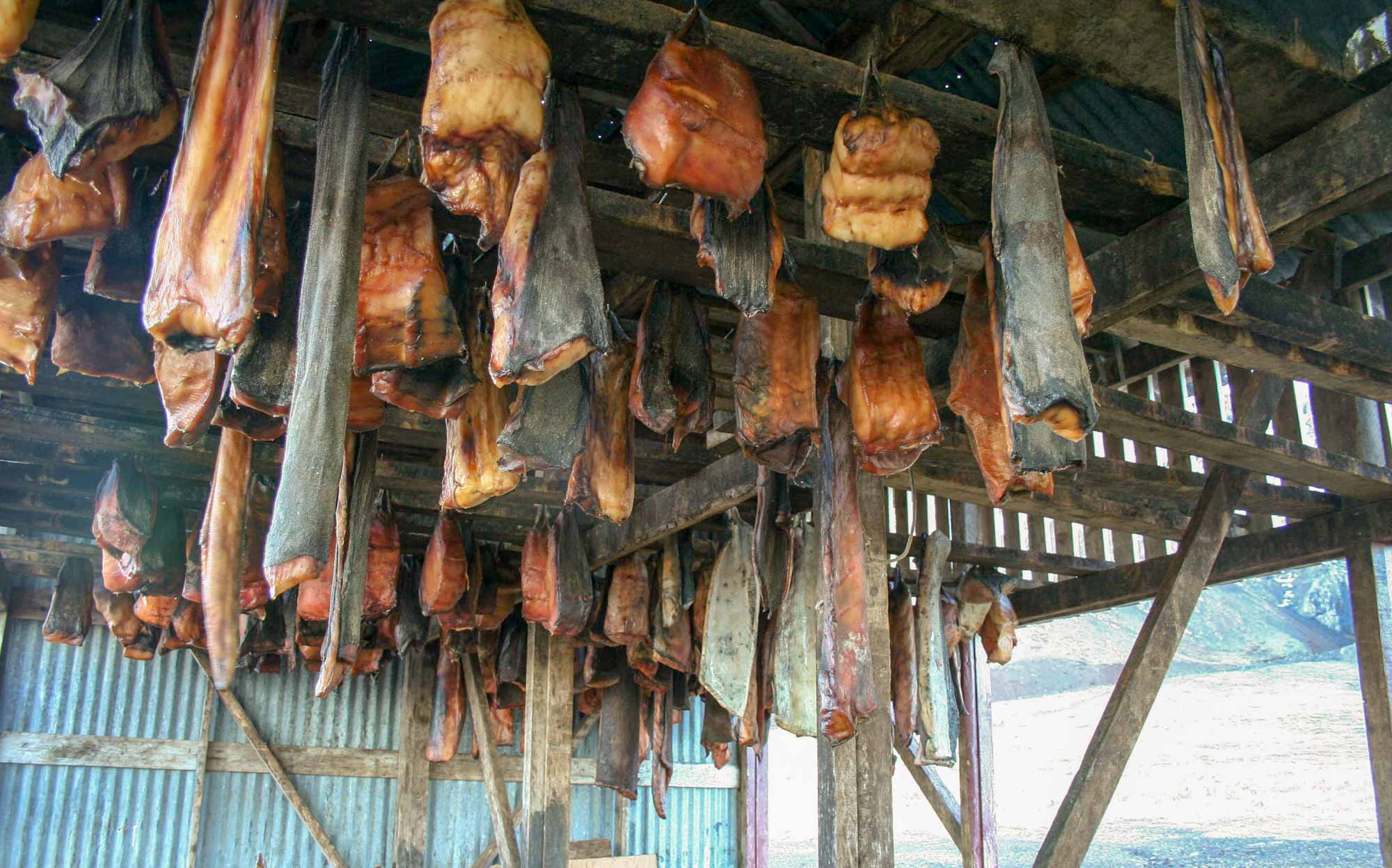 Hanging chunks of putrified greenland shark, in an open-sided shed