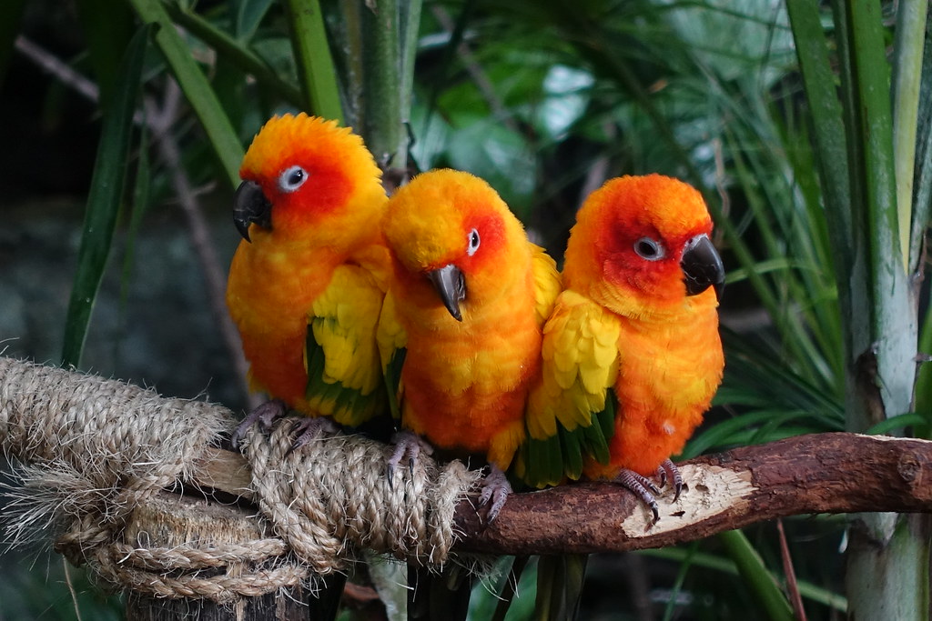3 small bright orange and yellow coloured birds, perched on a branch
