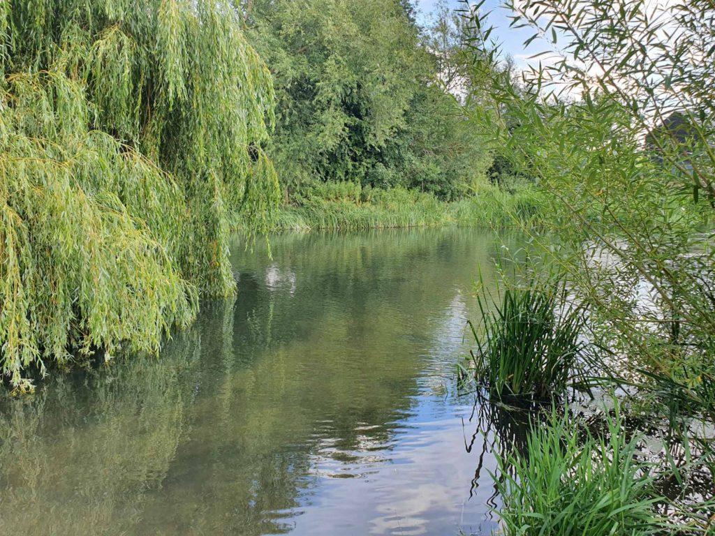View of the River Cam, with weeping willow trees on the bank
