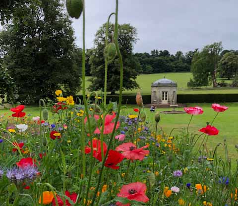 Wildflowers growing in manor house grounds