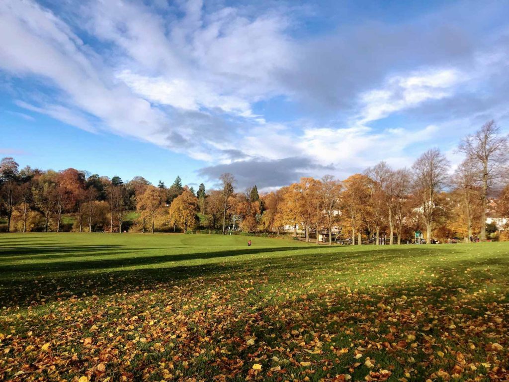 Grassed parkland, with autumn leaves on the floor