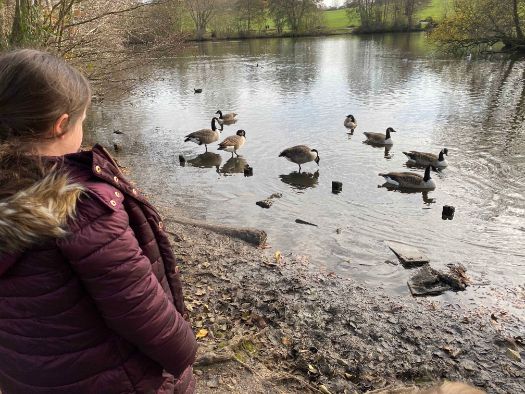 Young girl looking at Canada Geese on a small lake