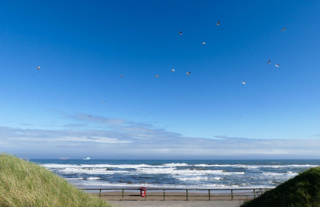 View out to sea from a beach, with seabirds flying above