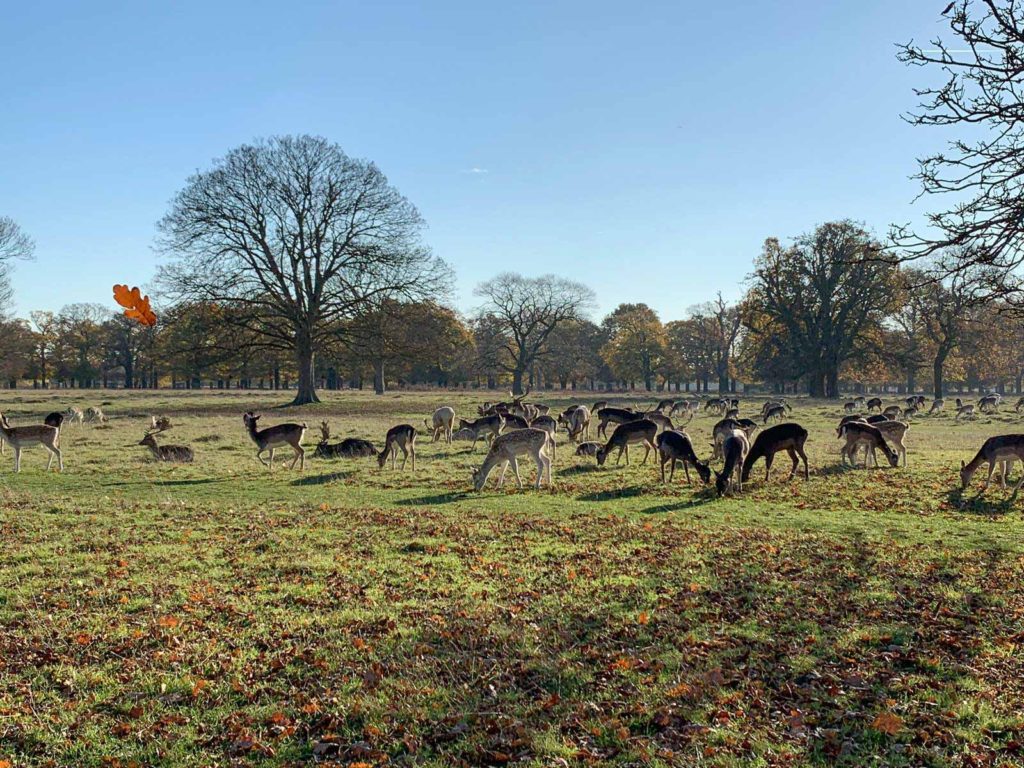 A group of deer, in amongst autumn trees