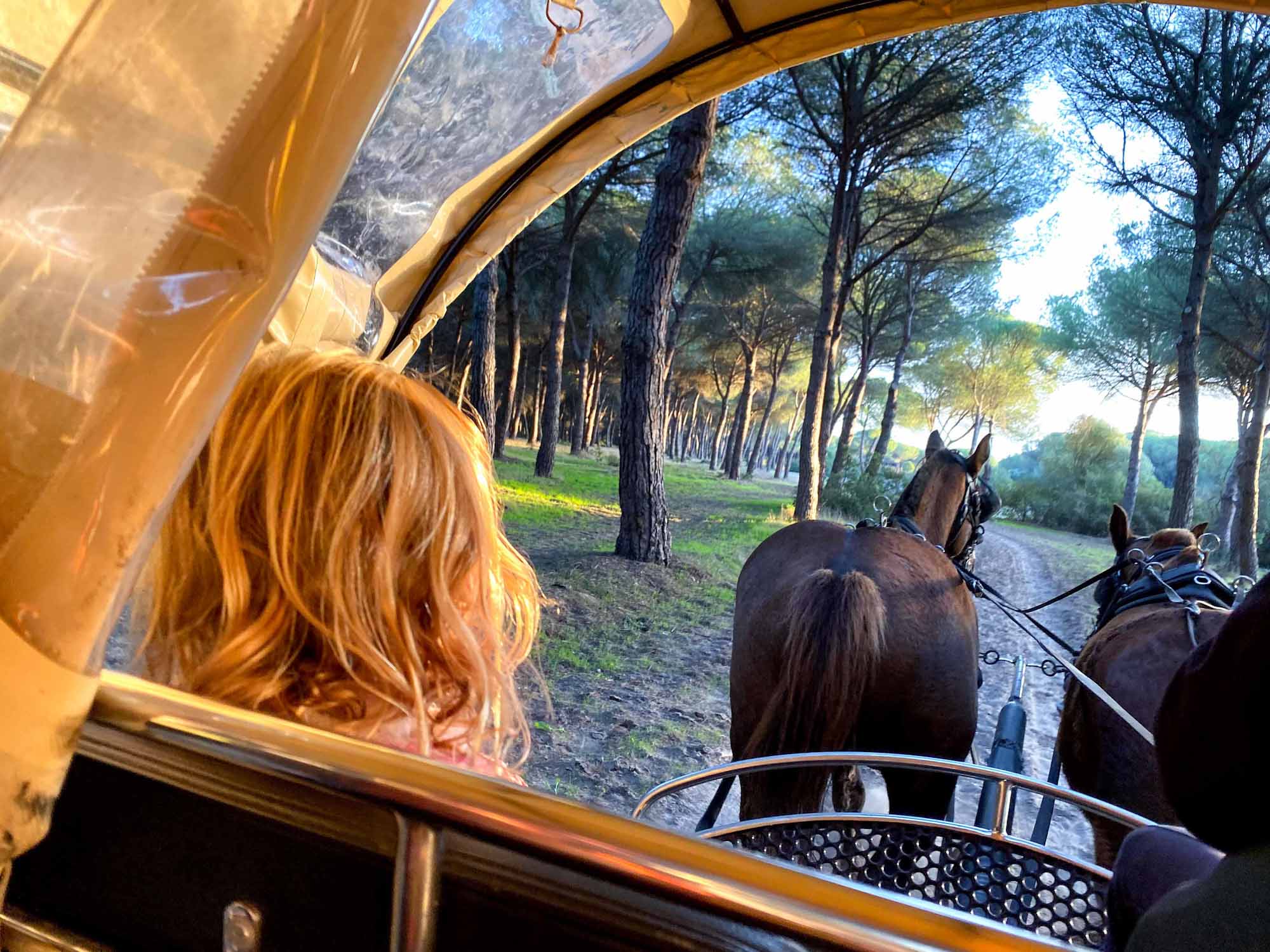 View of the horses from a horse-drawn carriage, riding through woodland