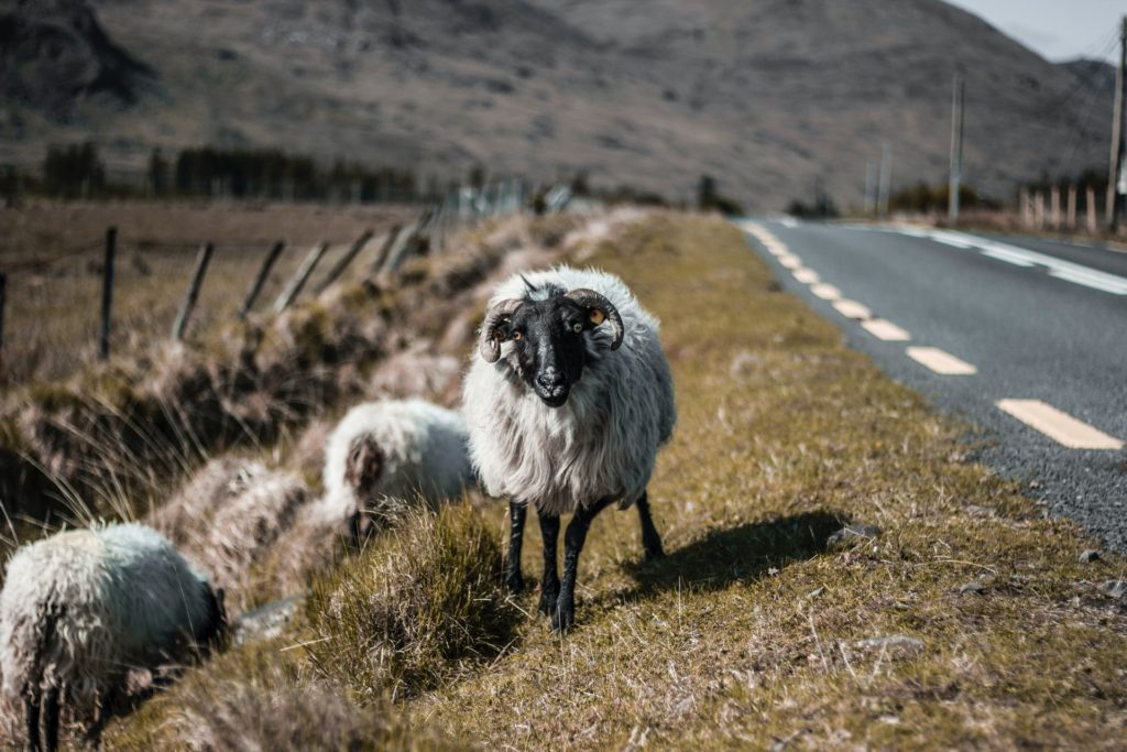 Sheep with horns stood on the roadside on a country road in Ireland