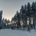 Tall pine trees in the snow